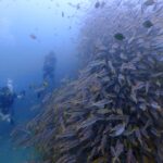 プーケットのピピ島でダイビング