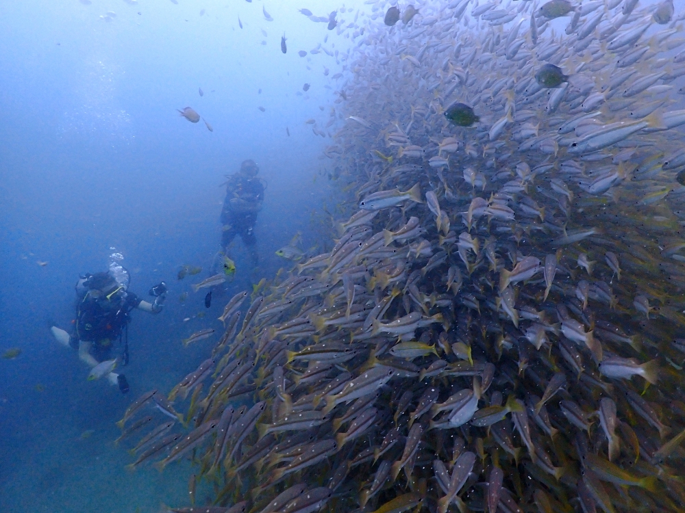 プーケットのピピ島でダイビング