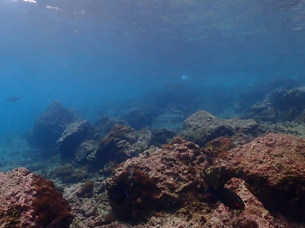 プーケットのピピ島でダイビング
