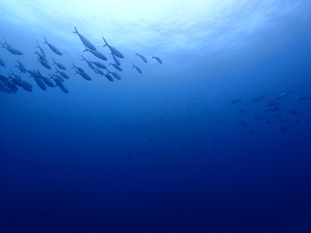 プーケットのピピ島でダイビング