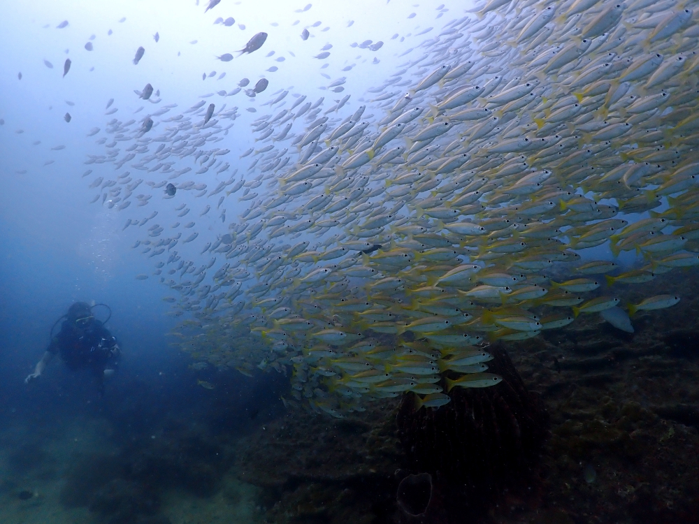 プーケットのピピ島でダイビング