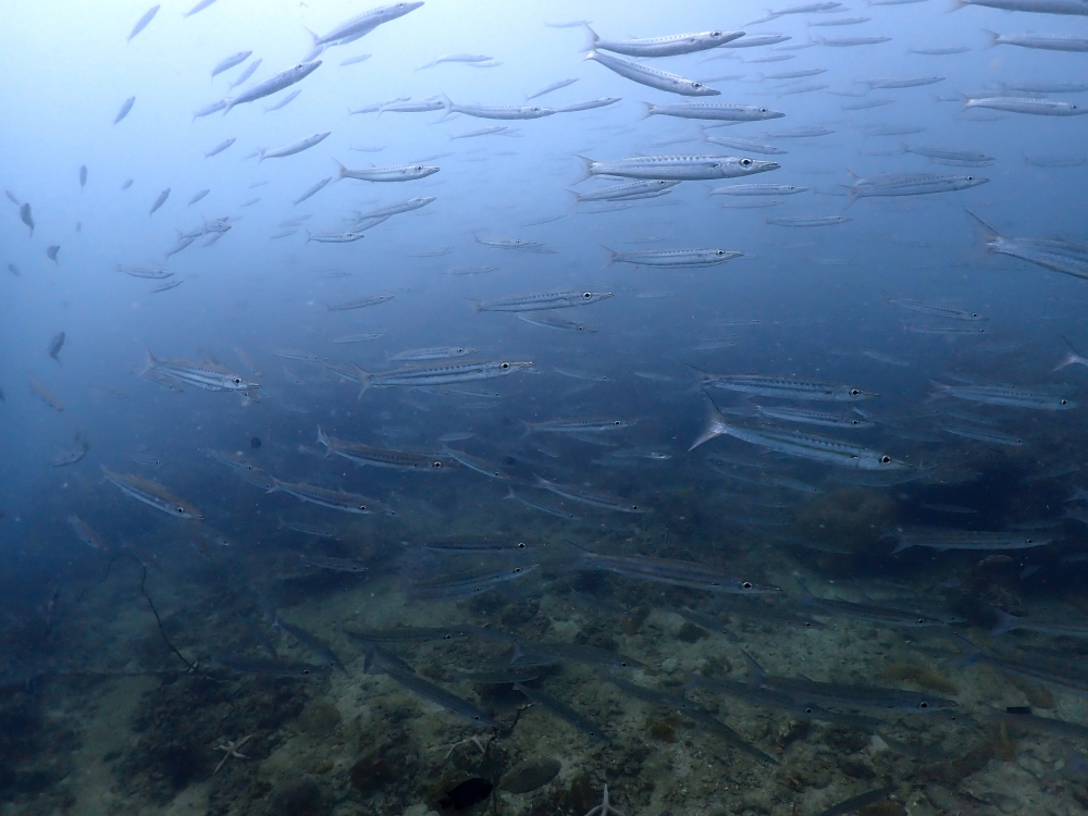 プーケットのピピ島でダイビング