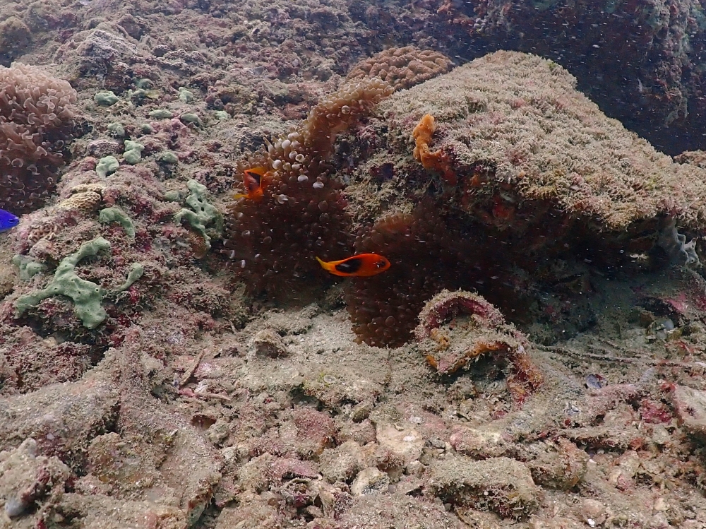 プーケットのピピ島でダイビング