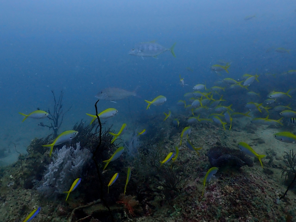プーケットのピピ島でダイビング