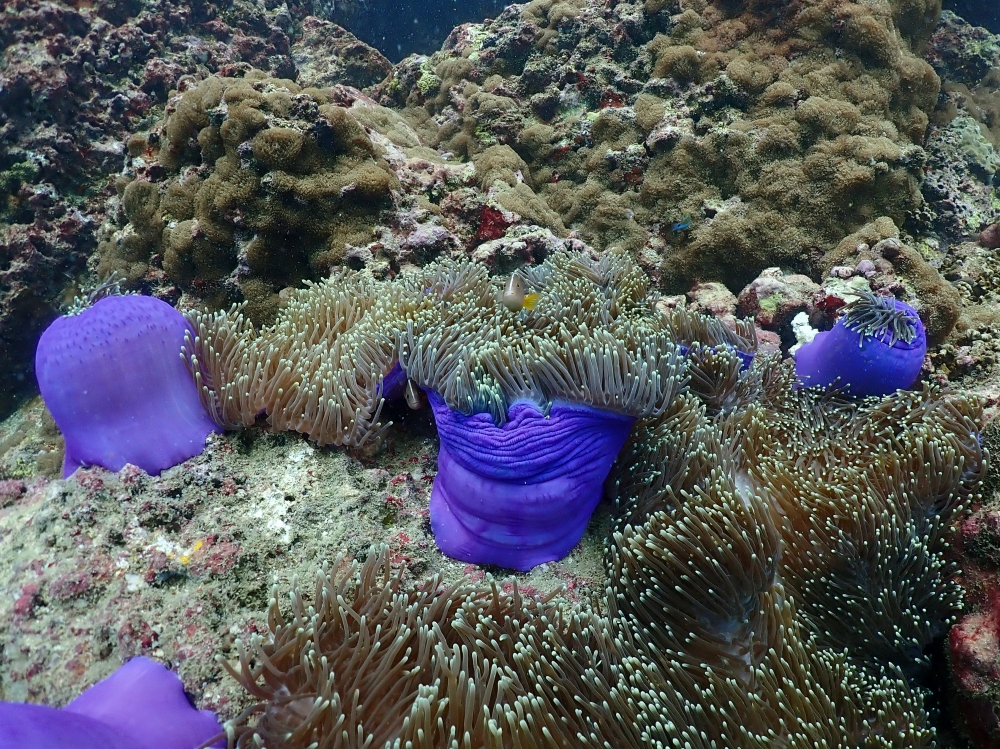 プーケットのピピ島でダイビング