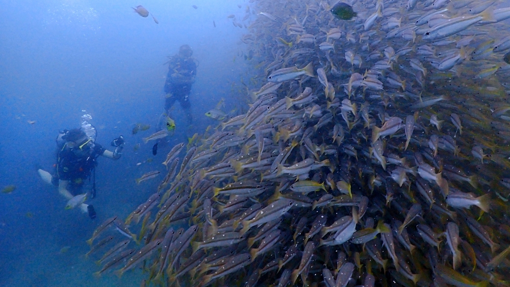 プーケットのピピ島でダイビング
