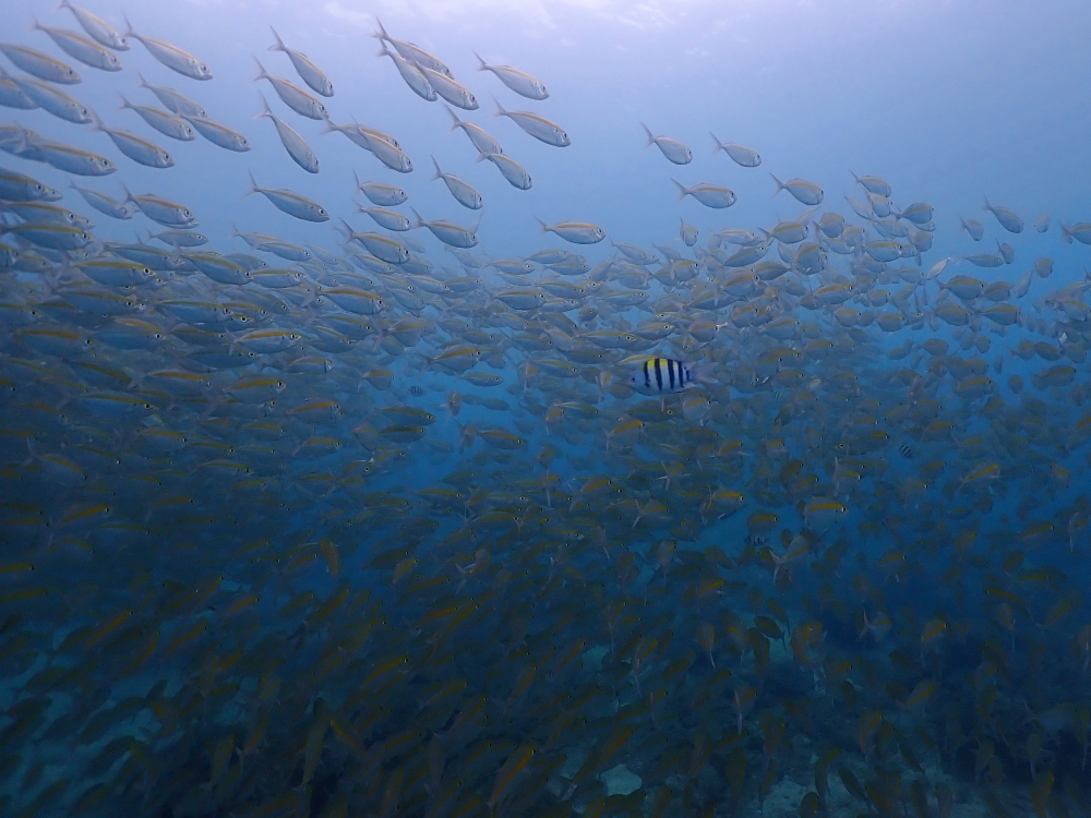 プーケットのラチャヤイ島で体験ダイビング