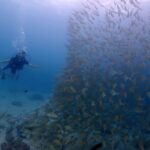 プーケットのラチャヤイ島で体験ダイビング