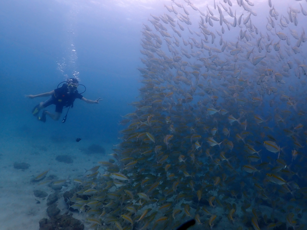 プーケットのラチャヤイ島で体験ダイビング