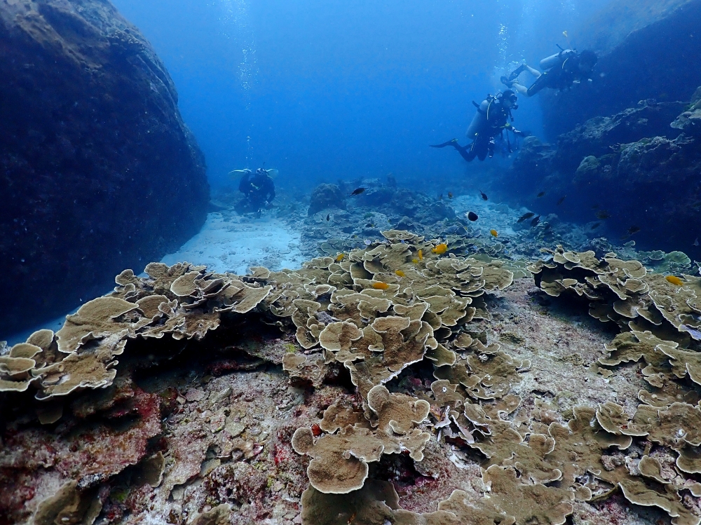 プーケットのラチャノイ島でダイビング