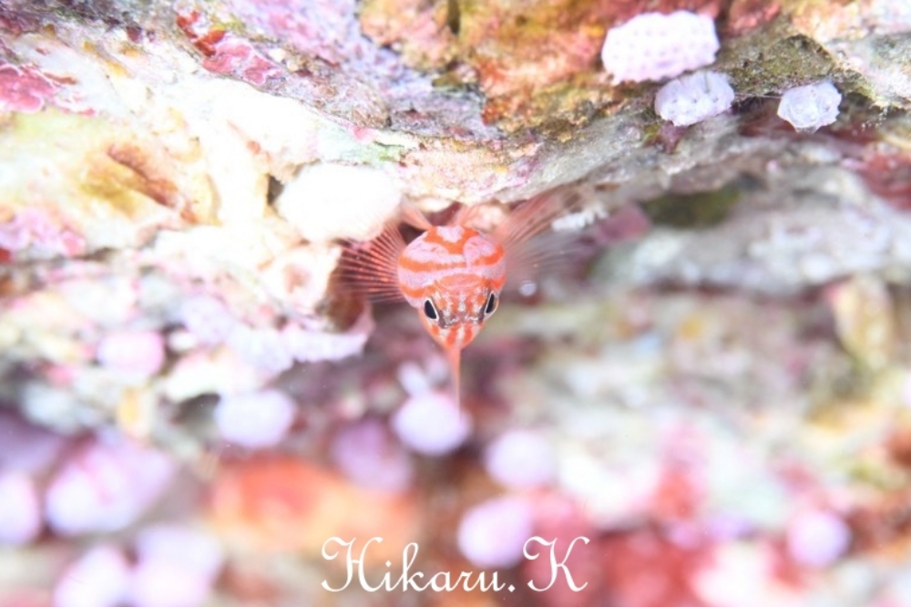 プーケットで撮ったHikaru.Kさんの写真