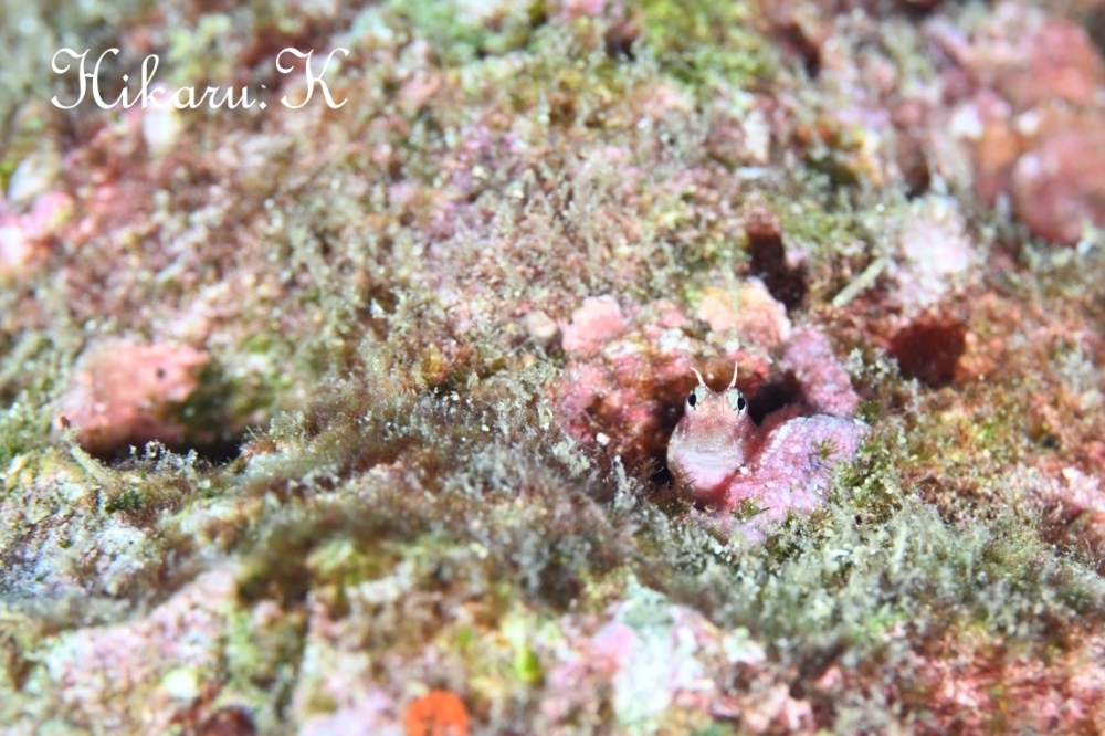 プーケットで撮ったHikaru.Kさんの写真