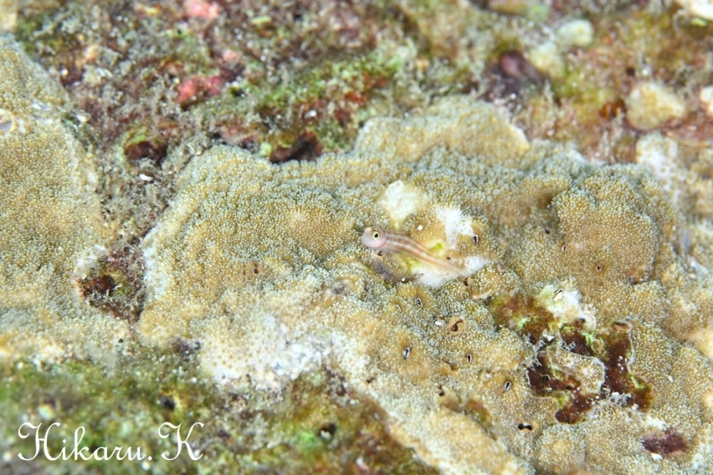 プーケットで撮ったHikaru.Kさんの写真