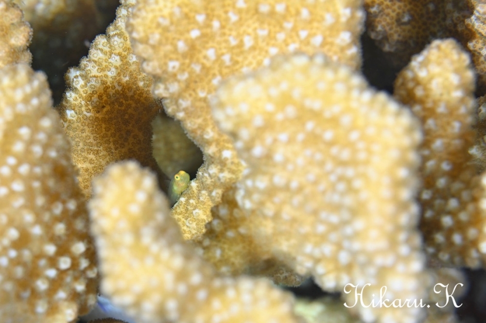 プーケットで撮ったHikaru.Kさんの写真