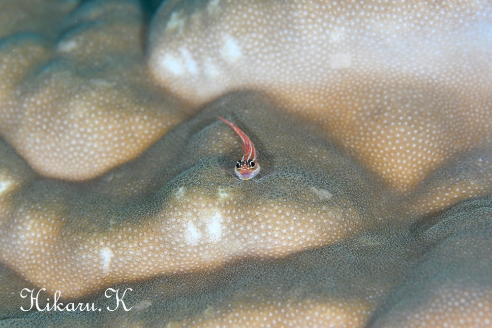 プーケットで撮ったHikaru.Kさんの写真