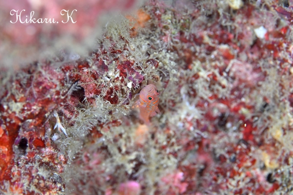 プーケットで撮ったHikaru.Kさんの写真