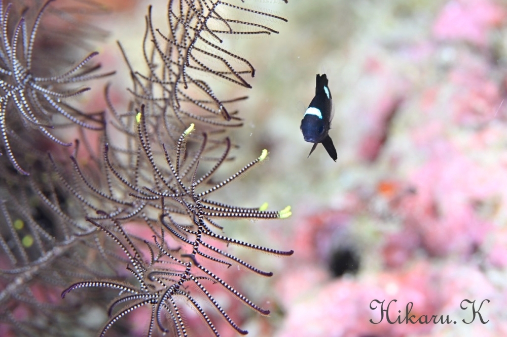 プーケットで撮ったHikaru.Kさんの写真