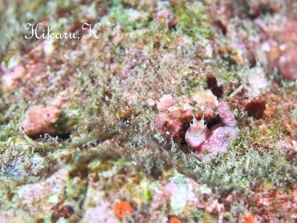 プーケットで撮ったHikaru.Kさんの写真