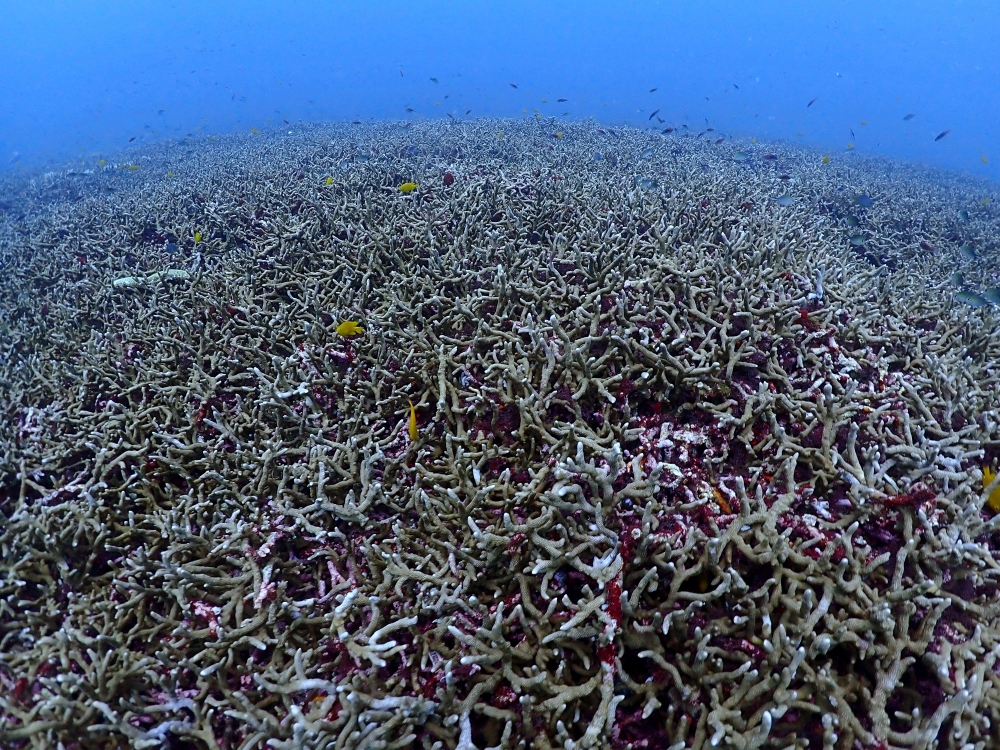 プーケットのラチャノイ島でダイビング