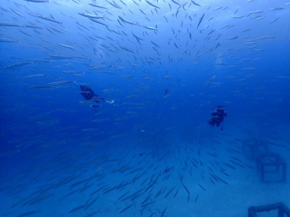 プーケットのラチャヤイ島でダイビング