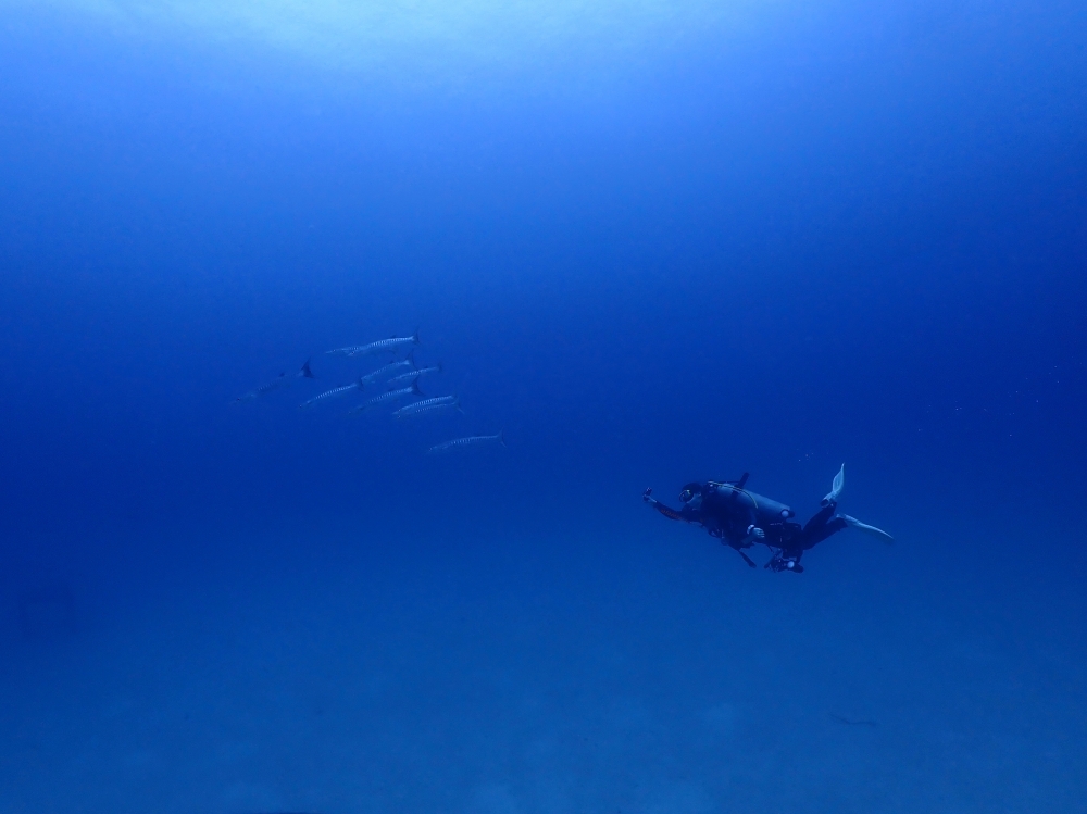 プーケットのラチャヤイ島でダイビング