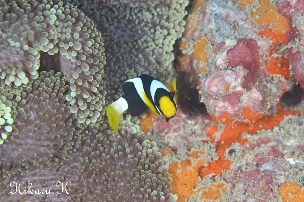 プーケットで撮ったHikaru.Kさんの写真