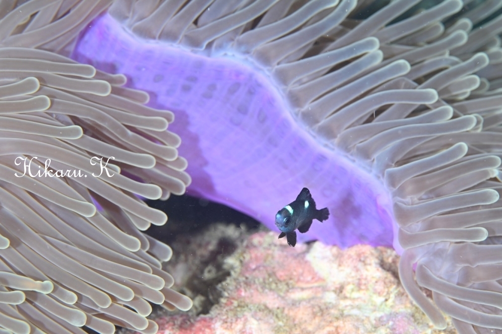 プーケットで撮ったHikaru.Kさんの写真