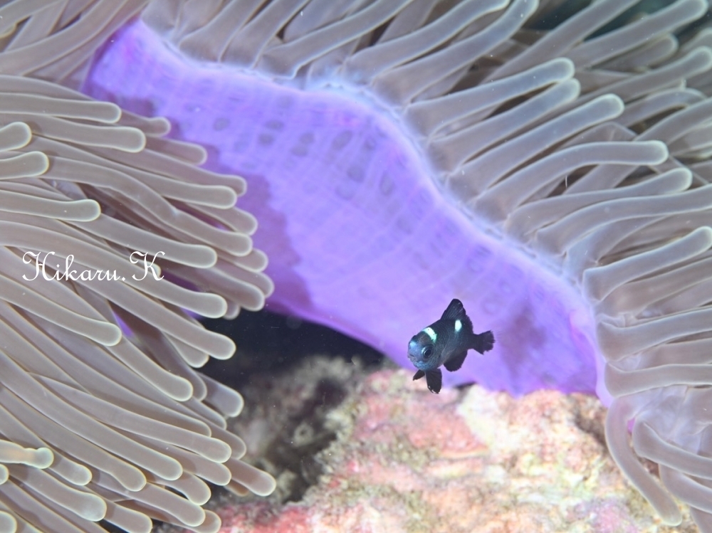 プーケットで撮ったHikaru.Kさんの写真