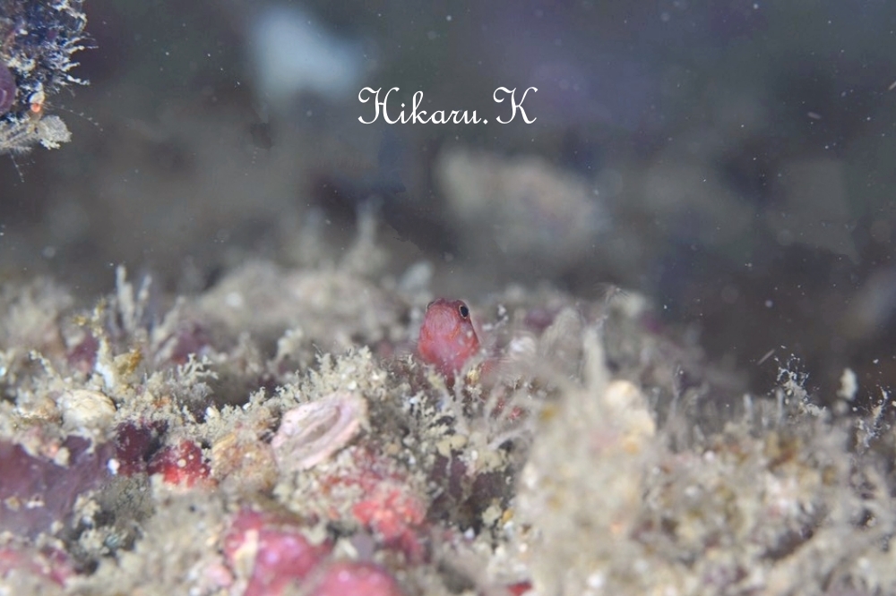 プーケットで撮ったHikaru.Kさんの写真