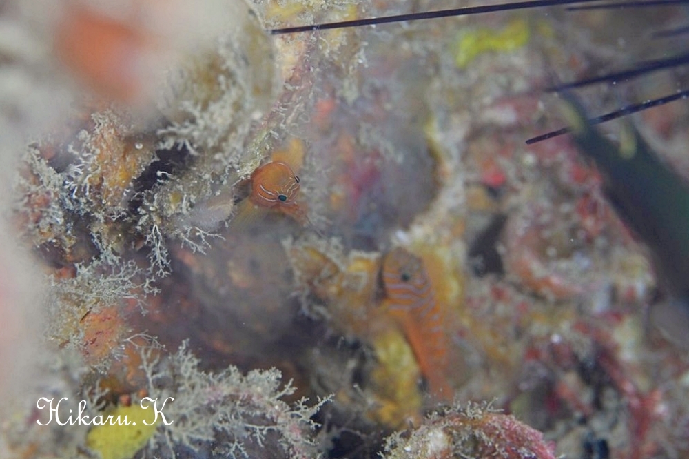 プーケットで撮ったHikaru.Kさんの写真