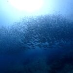 プーケットのマリンパークでダイビング