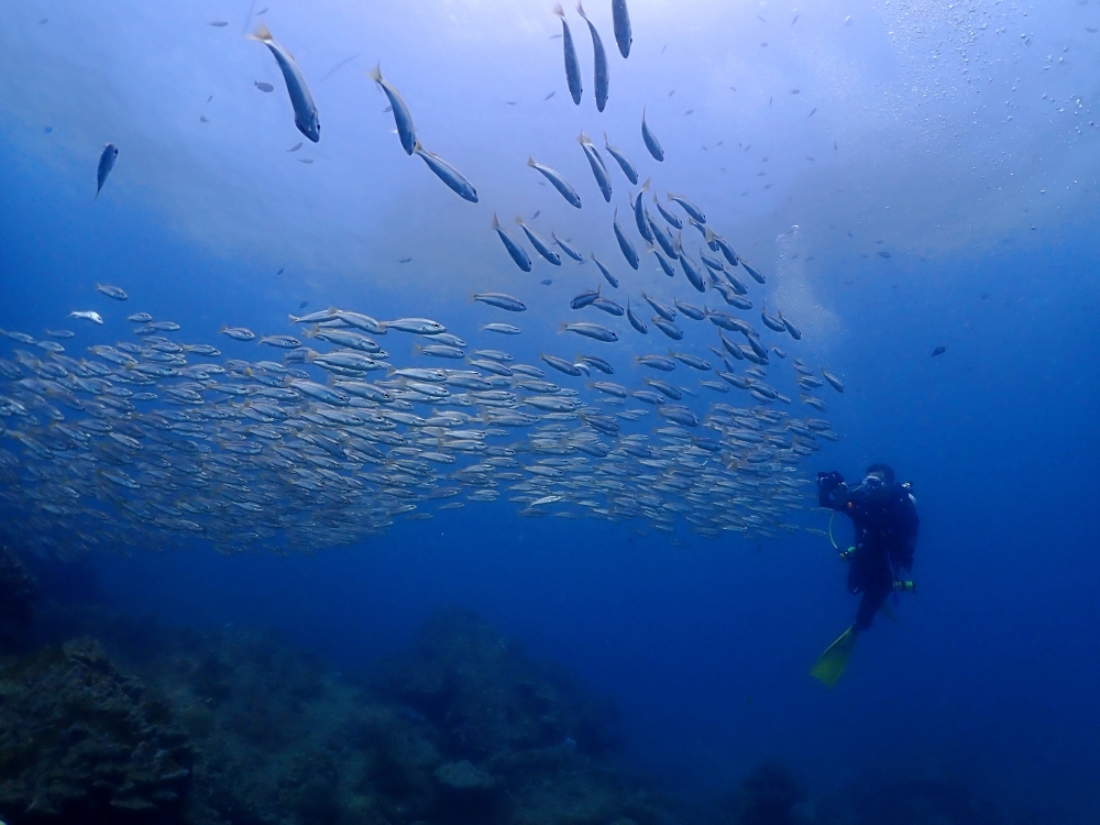 プーケットのピピ島でダイビング