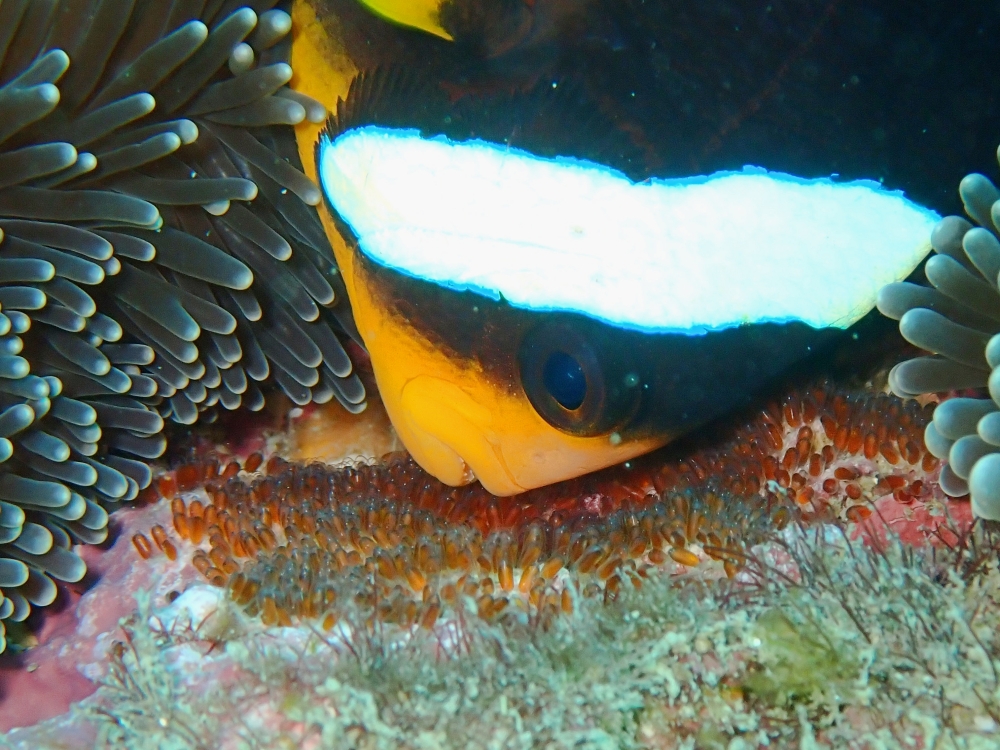 プーケットのピピ島でダイビング