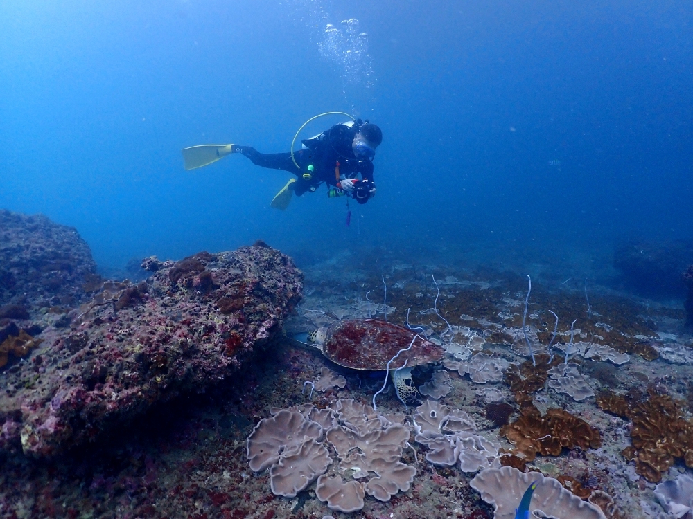 プーケットのピピ島でダイビング