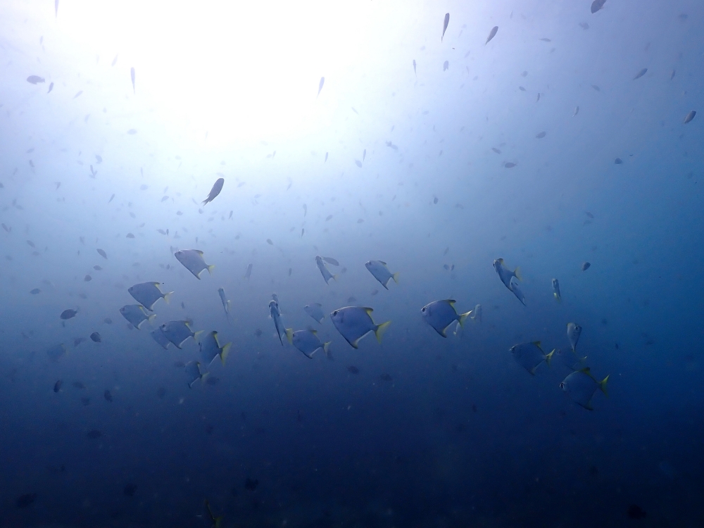 プーケットのピピ島でダイビング