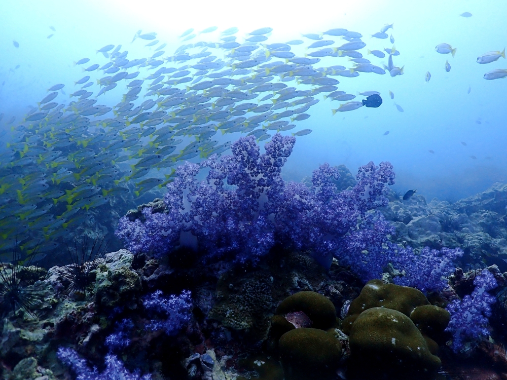 プーケットのピピ島でダイビング