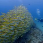 プーケットのピピ島でダイビング