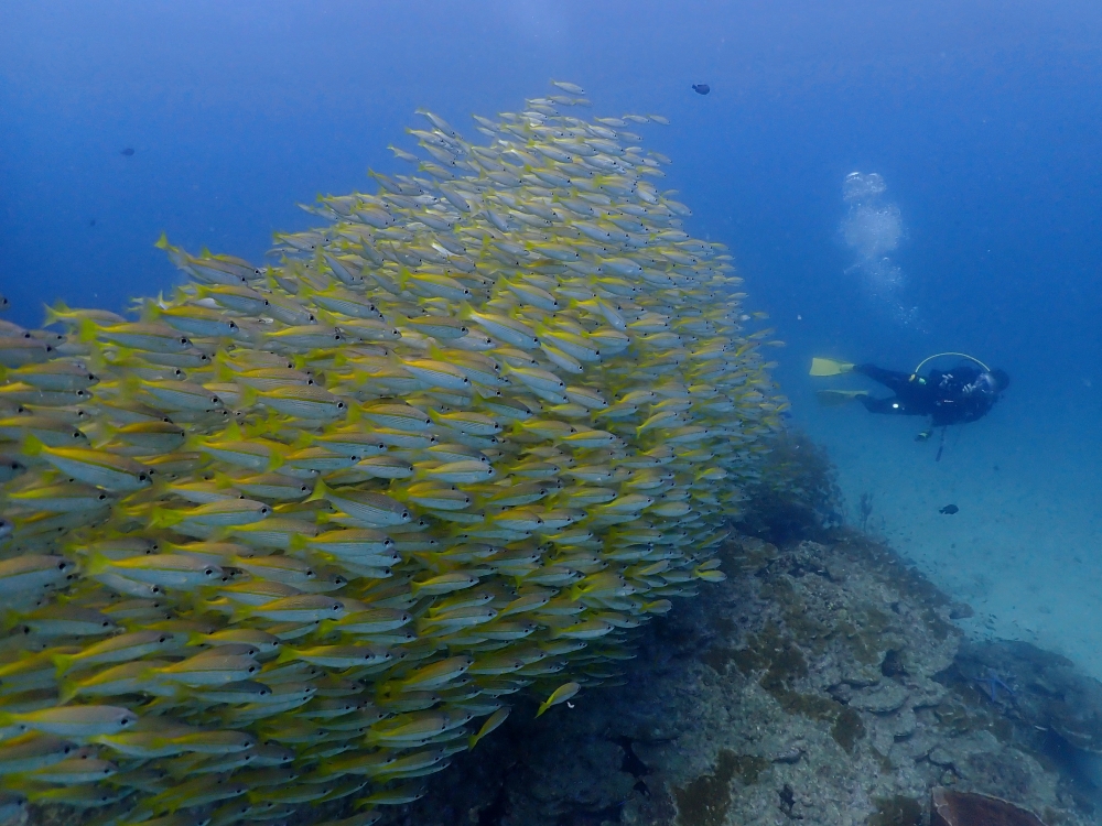 プーケットのピピ島でダイビング