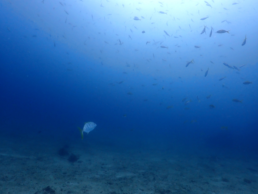 プーケットのピピ島でダイビング