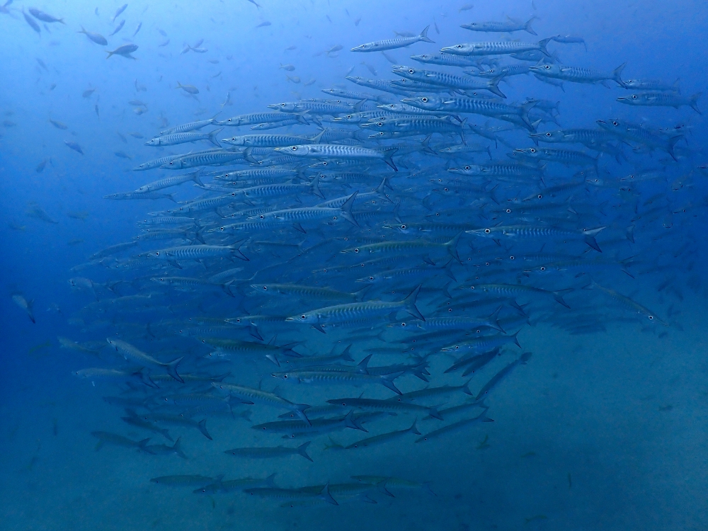 プーケットのピピ島でダイビング