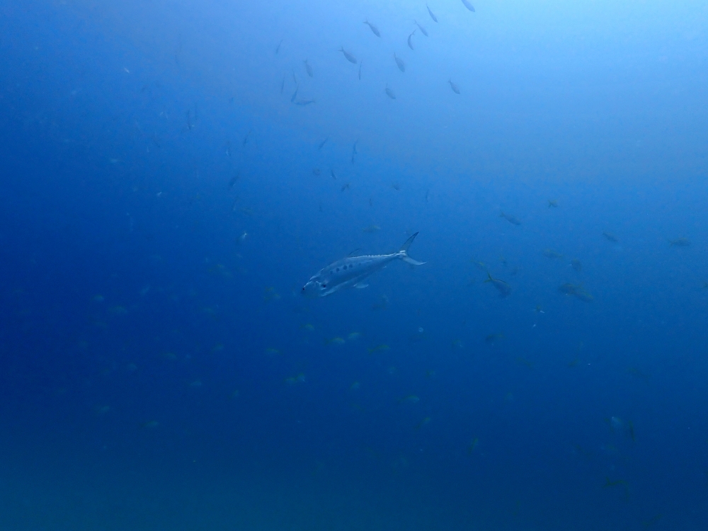 プーケットのピピ島でダイビング