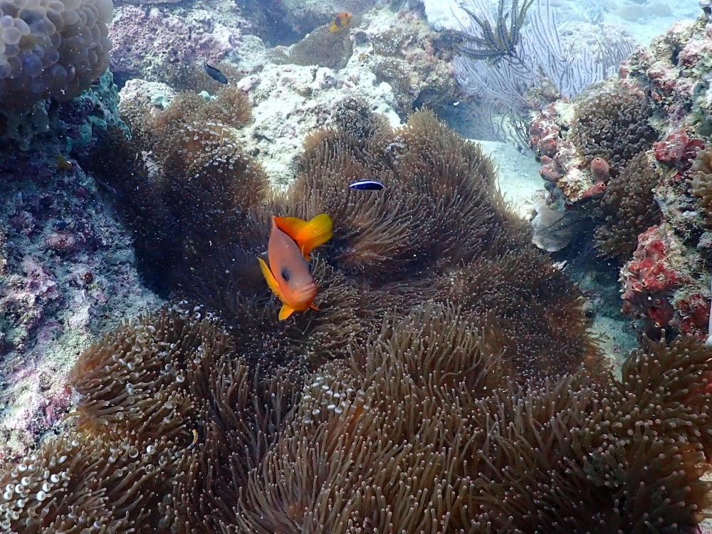 プーケットのピピ島でダイビング