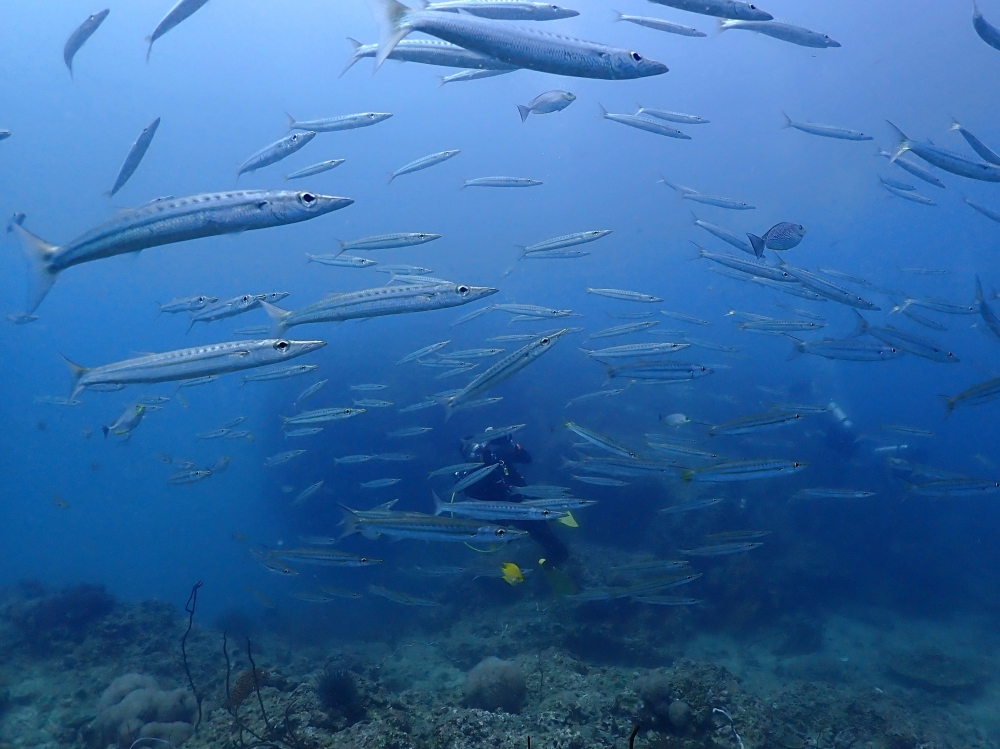 プーケットのピピ島でダイビング