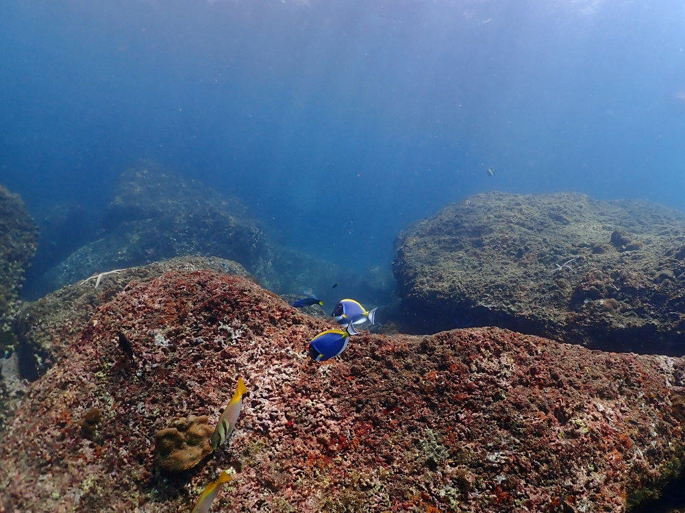 プーケットのピピ島でダイビング