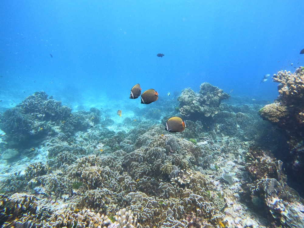 シミラン諸島でスキンダイビング
