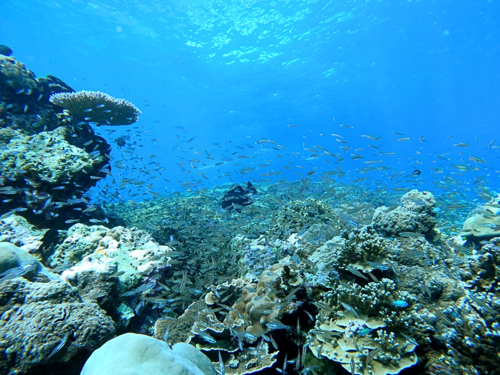 シミラン諸島でスキンダイビング