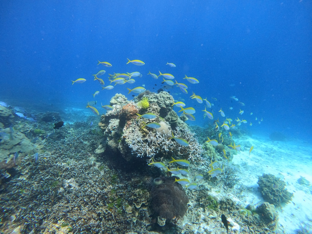 シミラン諸島でスキンダイビング