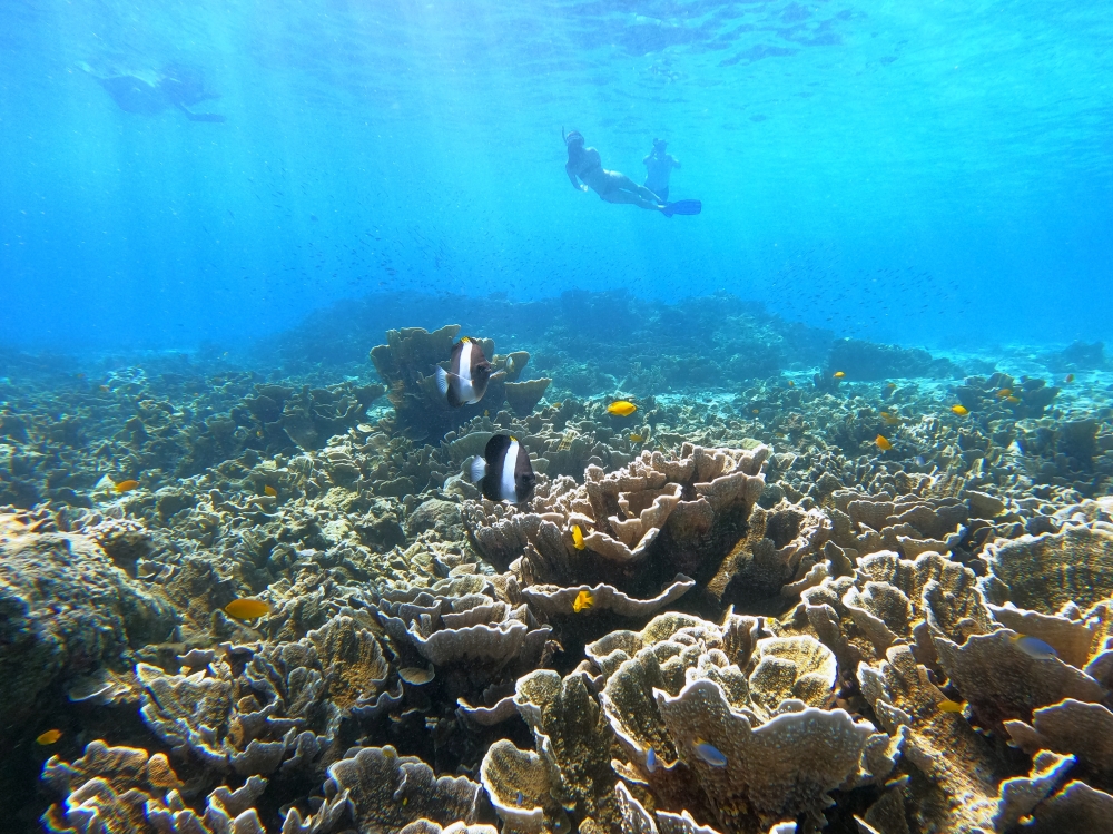 シミラン諸島でスキンダイビング