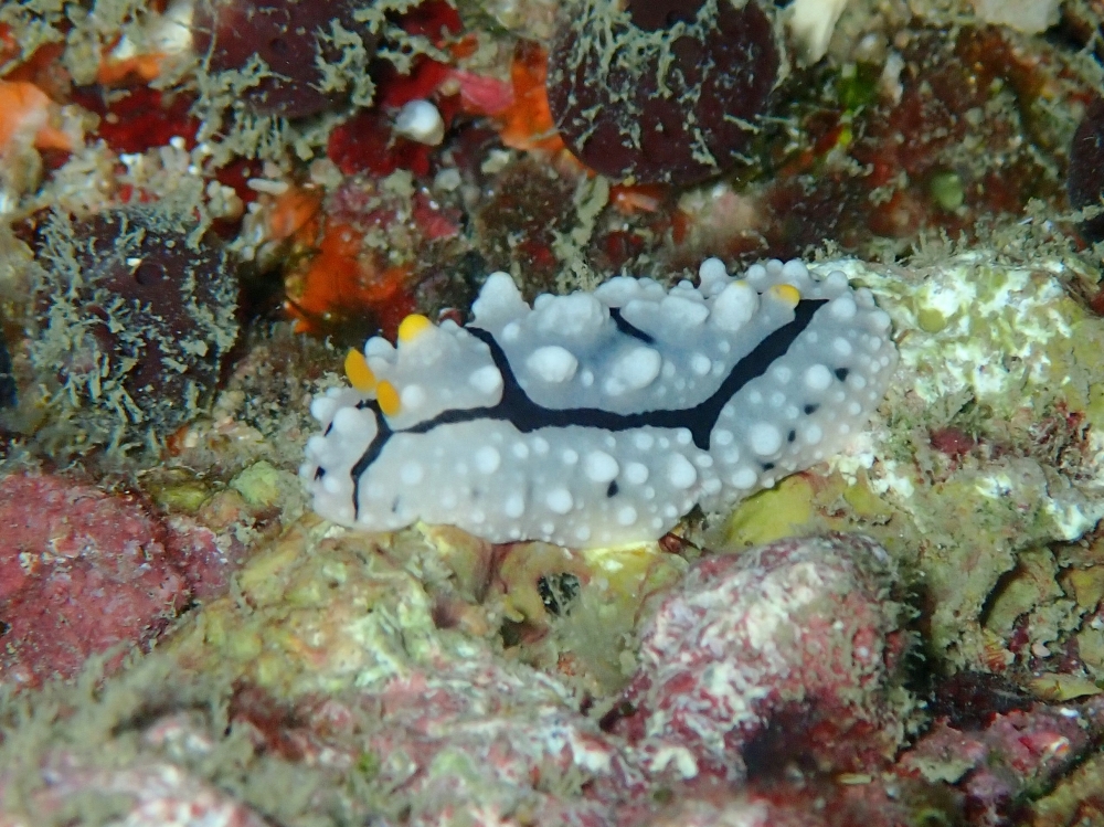 プーケットのピピ島でダイビング