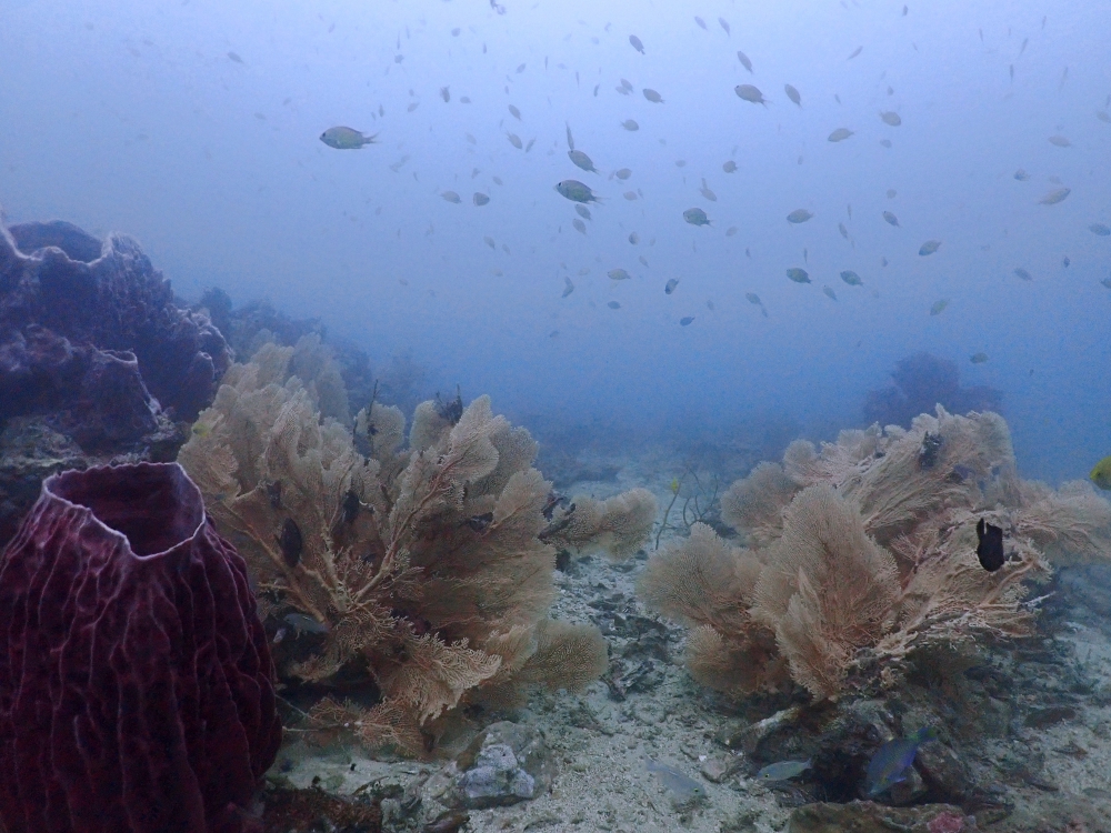 プーケットのピピ島でダイビング